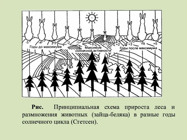Рис. Принципиальная схема прироста леса и размножения животных (зайца-беляка) в разные годы солнечного цикла (Стетсен).