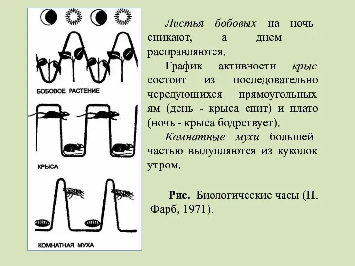 Рис. Биологические часы (П. Фарб, 1971). Листья бобовых на ночь