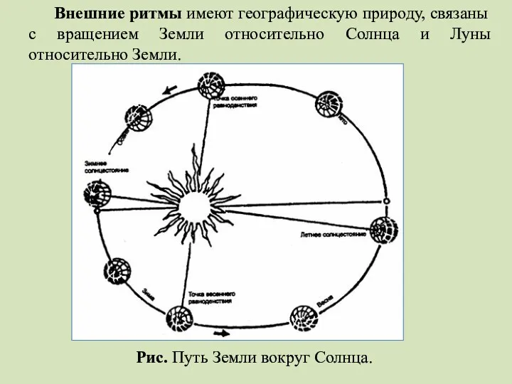 Рис. Путь Земли вокруг Солнца. Внешние ритмы имеют географическую природу,