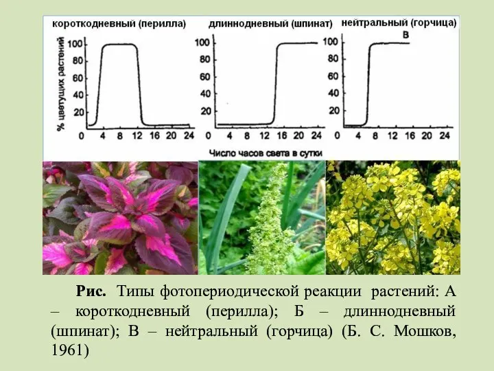 Рис. Типы фотопериодической реакции растений: А – короткодневный (перилла); Б