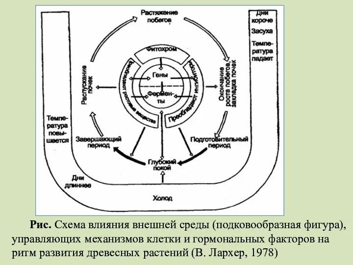 Рис. Схема влияния внешней среды (подковообразная фигура), управляющих механизмов клетки