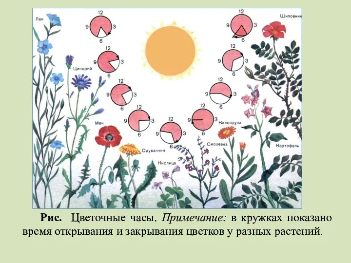 Рис. Цветочные часы. Примечание: в кружках показано время открывания и закрывания цветков у разных растений.