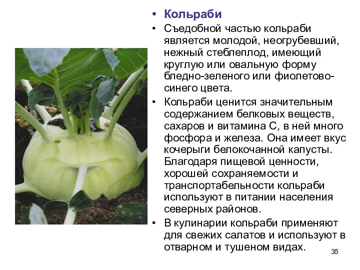 Кольраби Съедобной частью кольраби является молодой, неогрубевший, нежный стеблеплод, имеющий
