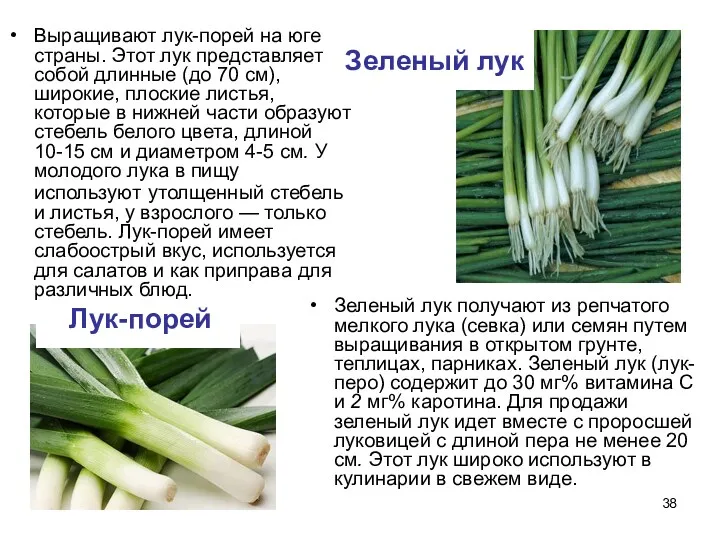 Зеленый лук получают из репчатого мелкого лука (севка) или семян