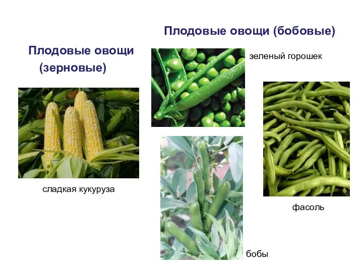 Плодовые овощи (бобовые) Плодовые овощи (зерновые) сладкая кукуруза фасоль зеленый горошек бобы