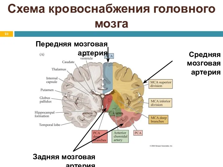 Схема кровоснабжения головного мозга Передняя мозговая артерия Средняя мозговая артерия Задняя мозговая артерия