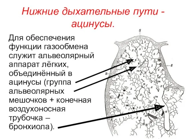 Нижние дыхательные пути - ацинусы. Для обеспечения функции газообмена служит