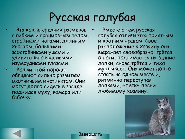 Русская голубая Эта кошка средних размеров с гибким и грациозным телом, стройными ногами,