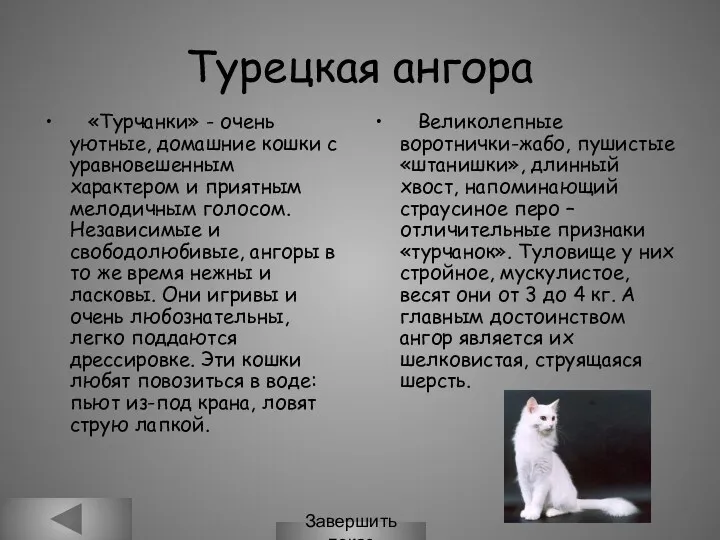 Турецкая ангора «Турчанки» - очень уютные, домашние кошки с уравновешенным характером и приятным