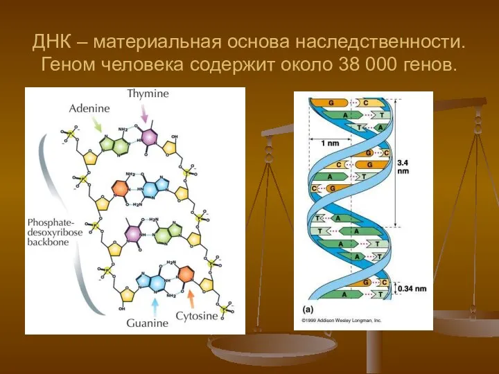 ДНК – материальная основа наследственности. Геном человека содержит около 38 000 генов.