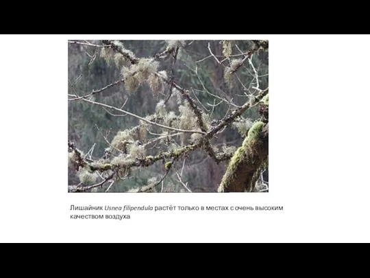 Лишайник Usnea filipendula растёт только в местах с очень высоким качеством воздуха