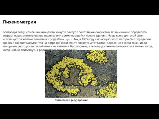 Лихенометрия Благодаря тому, что лишайники долго живут и растут с