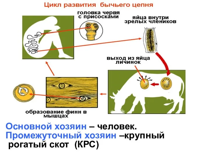 Основной хозяин – человек. Промежуточный хозяин –крупный рогатый скот (КРС)