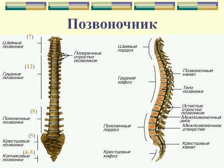 (7) (12) (5) (5) (4-5) Позвоночник