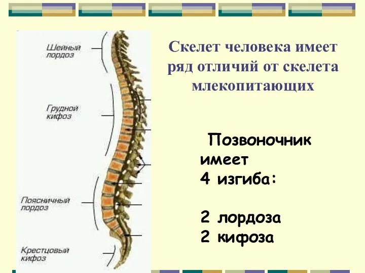 Позвоночник имеет 4 изгиба: 2 лордоза 2 кифоза Скелет человека имеет ряд отличий от скелета млекопитающих