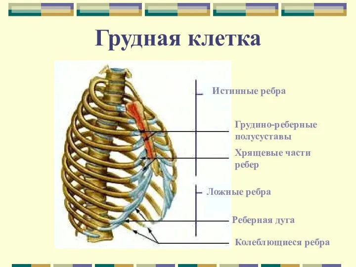 Истинные ребра Грудино-реберные полусуставы Хрящевые части ребер Ложные ребра Реберная дуга Колеблющиеся ребра Грудная клетка