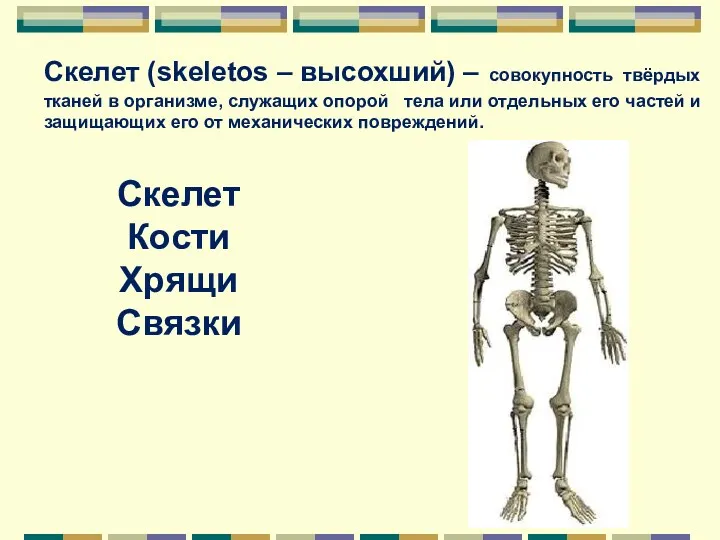 Скелет (skeletos – высохший) – совокупность твёрдых тканей в организме,