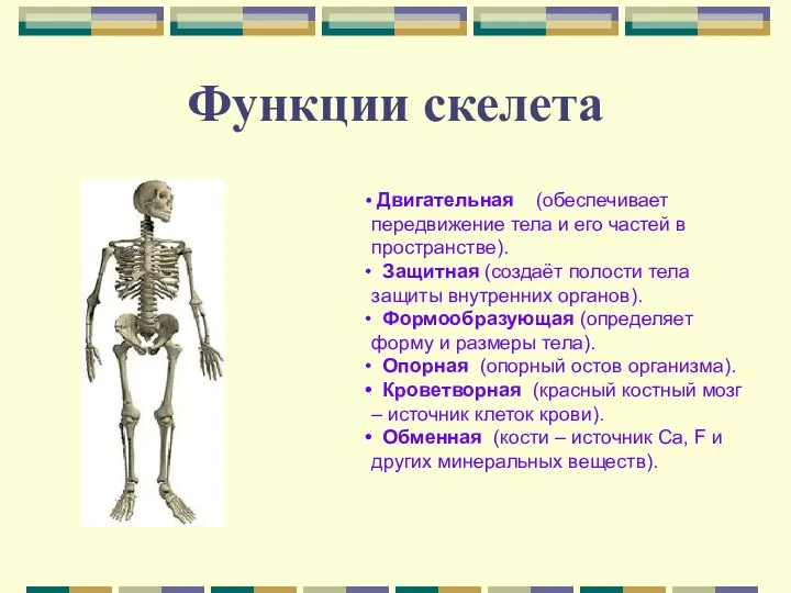 Двигательная (обеспечивает передвижение тела и его частей в пространстве). Защитная