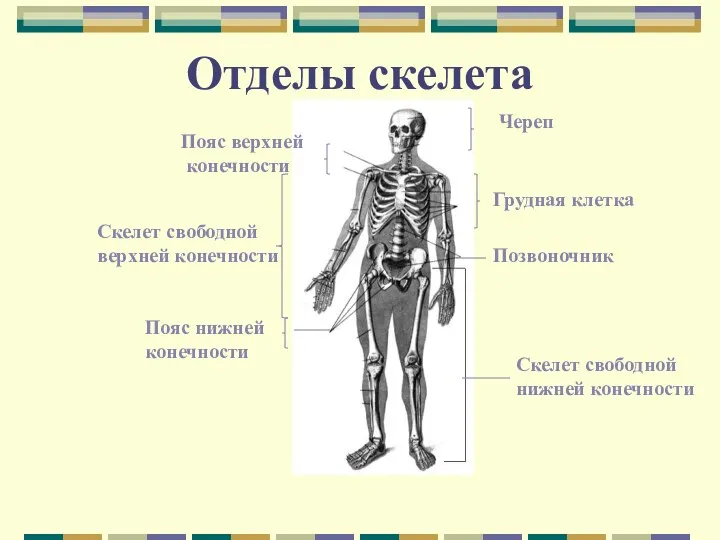 Череп Пояс верхней конечности Скелет свободной нижней конечности Скелет свободной