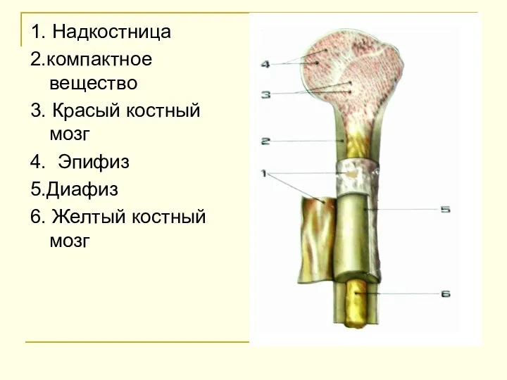 1. Надкостница 2.компактное вещество 3. Красый костный мозг 4. Эпифиз 5.Диафиз 6. Желтый костный мозг