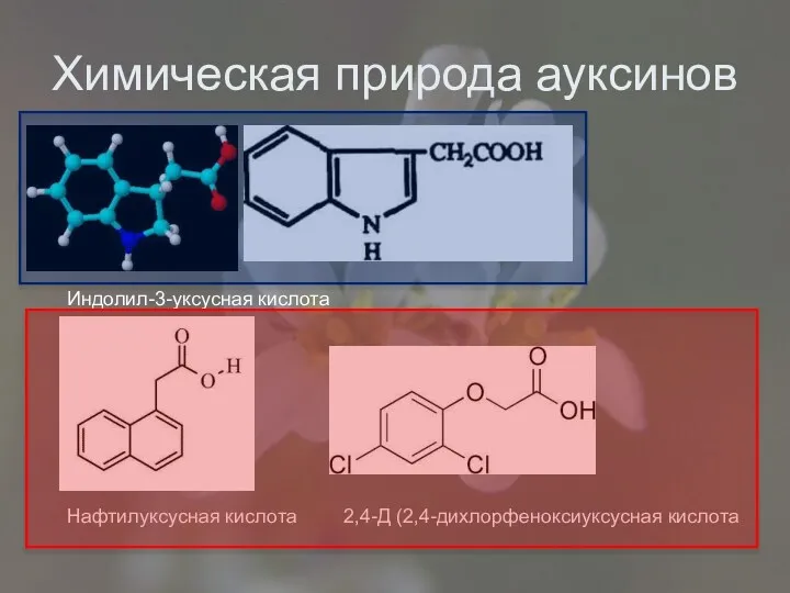 Химическая природа ауксинов Индолил-3-уксусная кислота Нафтилуксусная кислота 2,4-Д (2,4-дихлорфеноксиуксусная кислота