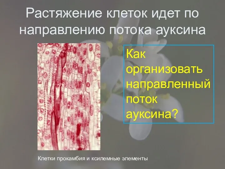 Растяжение клеток идет по направлению потока ауксина Как организовать направленный