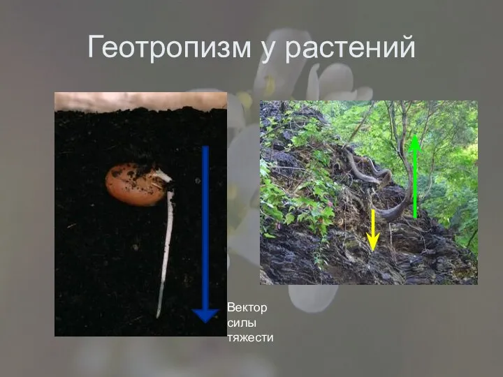 Геотропизм у растений Вектор силы тяжести