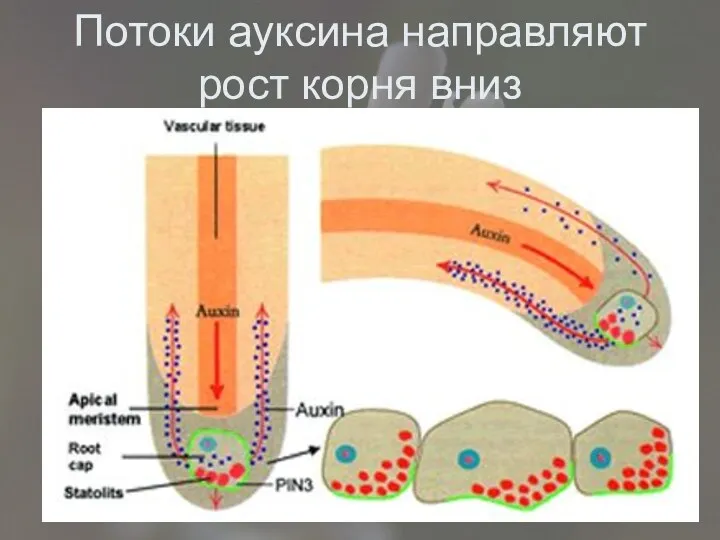 Потоки ауксина направляют рост корня вниз