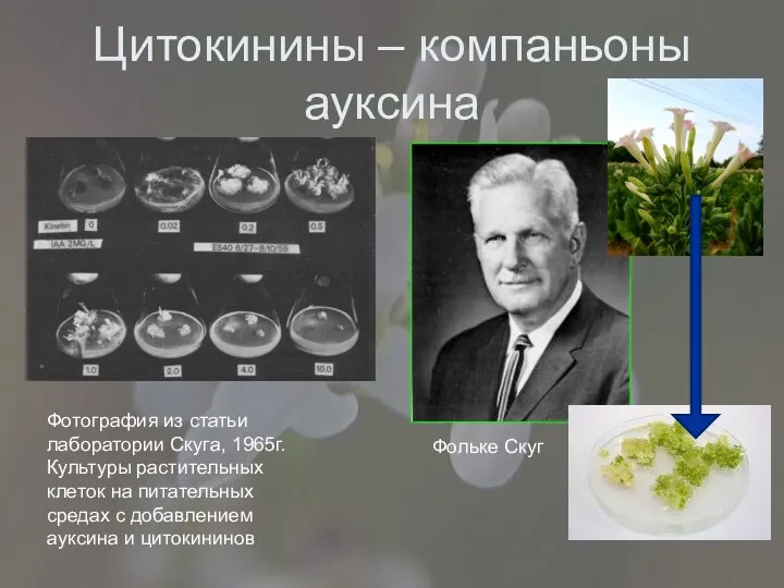 Цитокинины – компаньоны ауксина Фольке Скуг Фотография из статьи лаборатории