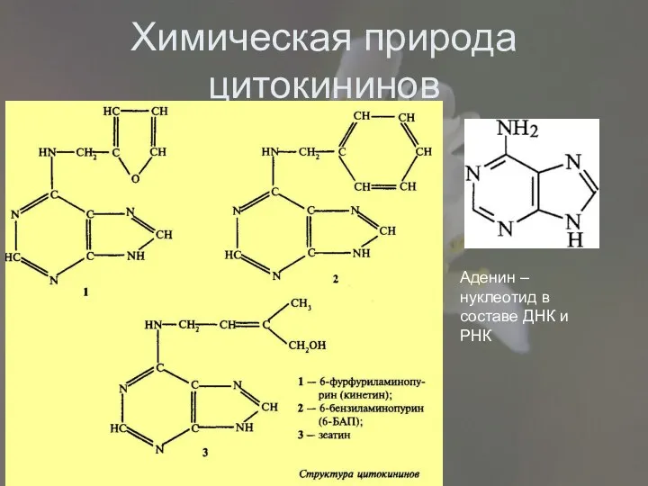Химическая природа цитокининов Аденин –нуклеотид в составе ДНК и РНК