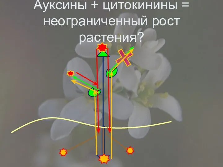 Ауксины + цитокинины = неограниченный рост растения?