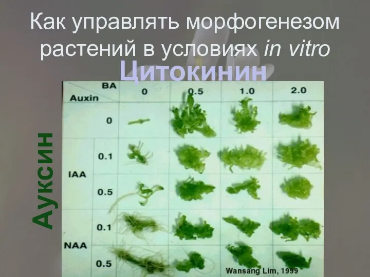 Как управлять морфогенезом растений в условиях in vitro Цитокинин Ауксин