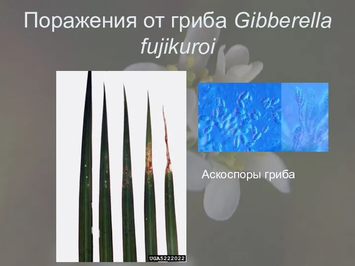 Поражения от гриба Gibberella fujikuroi Аскоспоры гриба