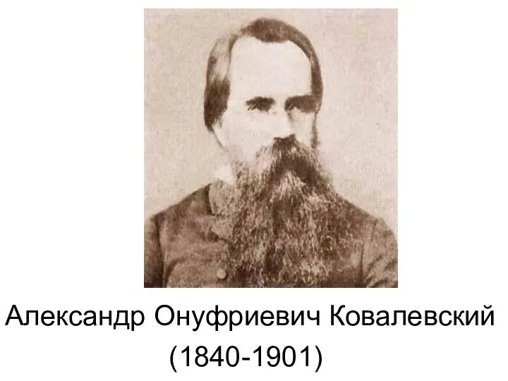 Александр Онуфриевич Ковалевский (1840-1901)