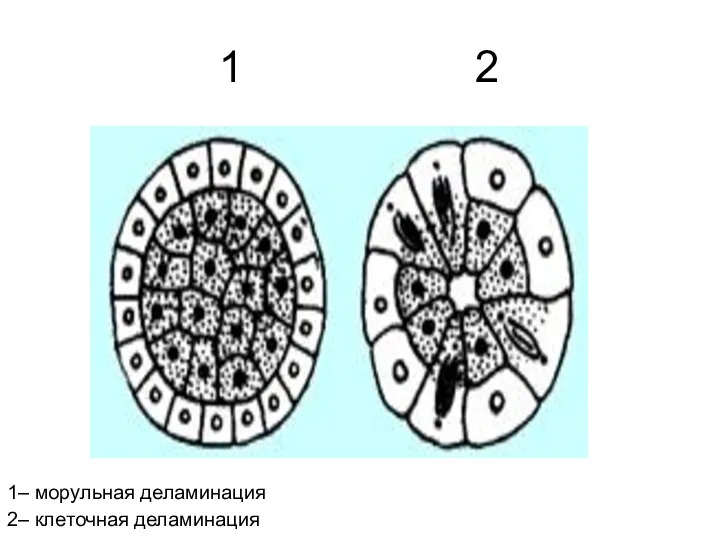 1 2 1– морульная деламинация 2– клеточная деламинация