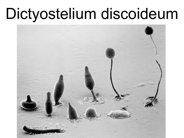 Dictyostelium discoideum