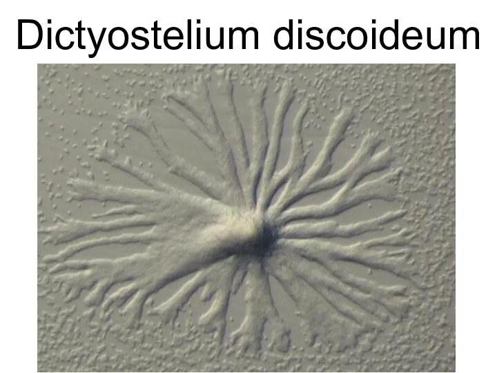 Dictyostelium discoideum