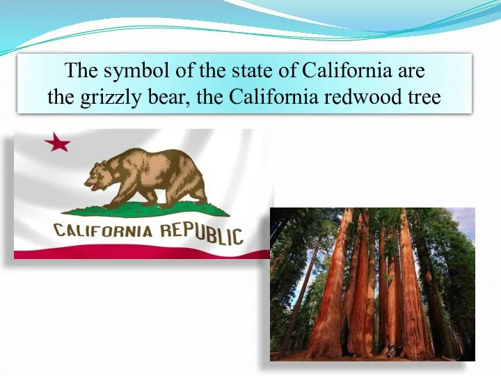 The symbol of the state of California are the grizzly bear, the California redwood tree