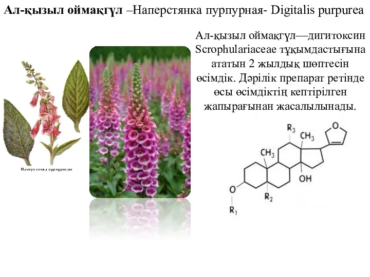 Ал-қызыл оймақгүл –Наперстянка пурпурная- Digitalis purpurea Ал-қызыл оймақгүл—дигитоксин Scrophulariaceae тұқымдастығына