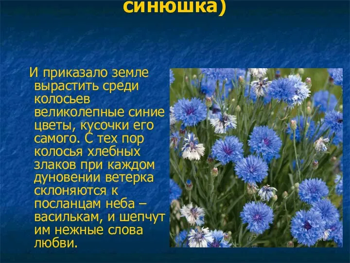 ВАСИЛЕК (волошка, синюшка) И приказало земле вырастить среди колосьев великолепные синие цветы, кусочки