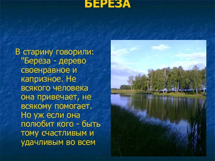 БЕРЕЗА В старину говорили: "Береза - дерево своенравное и капризное. Не всякого человека