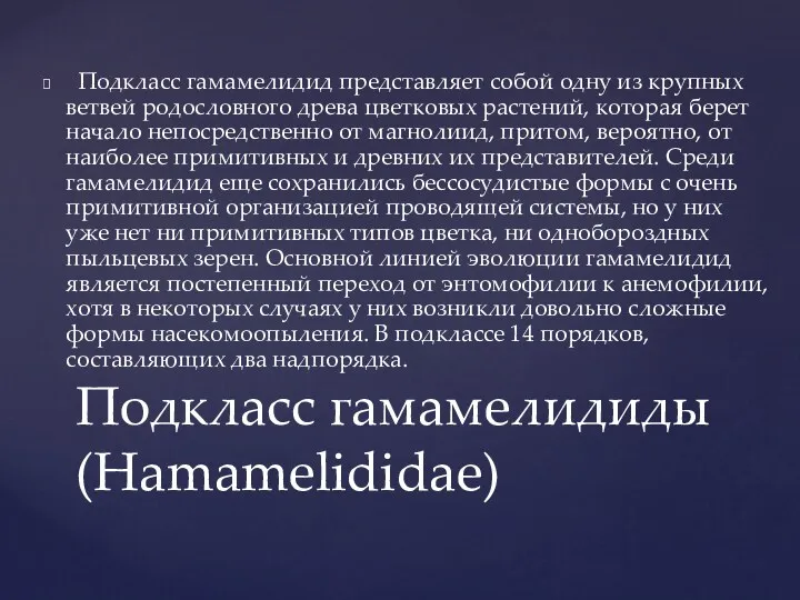 Подкласс гамамелидид представляет собой одну из крупных ветвей родословного древа