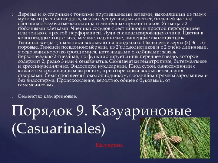 Деревья и кустарники с тонкими прутьевидными ветвями, выходящими из пазух