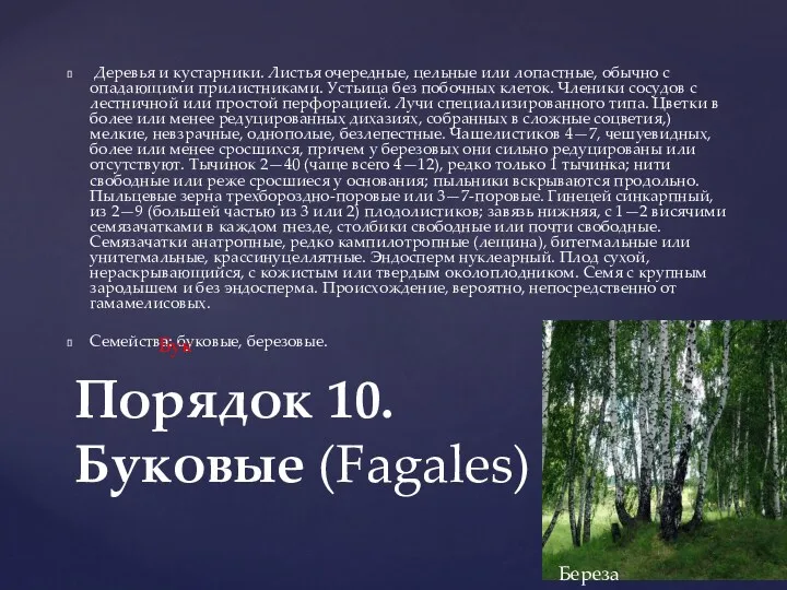 Деревья и кустарники. Листья очередные, цельные или лопастные, обычно с