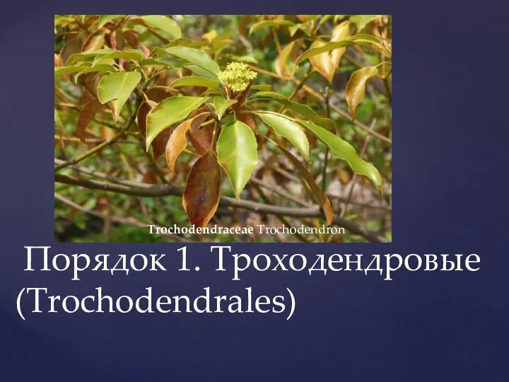 Порядок 1. Троходендровые (Trochodendrales) Trochodendraceae Trochodendron