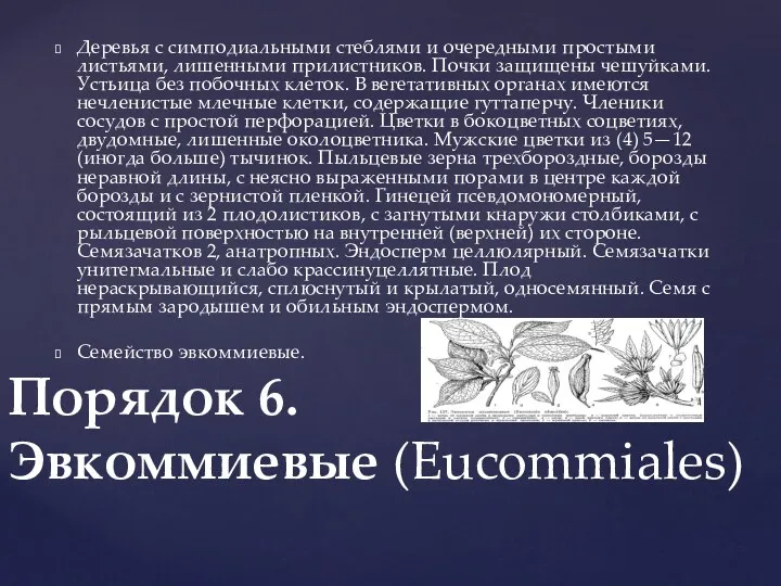 Деревья с симподиальными стеблями и очередными простыми листьями, лишенными прилистников.