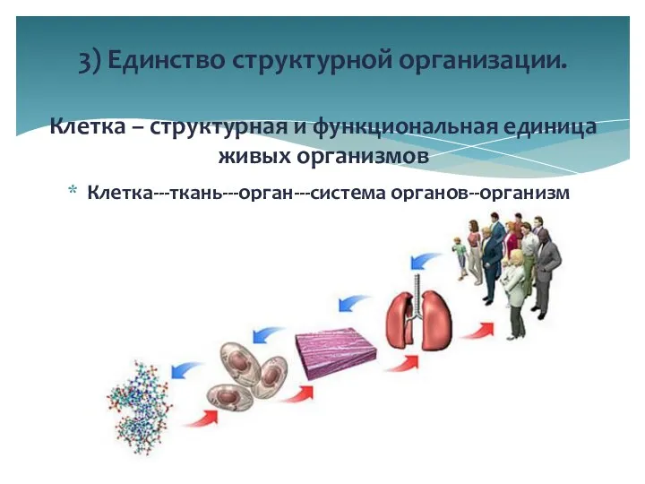 Клетка---ткань---орган---система органов--организм 3) Единство структурной организации. Клетка – структурная и функциональная единица живых организмов