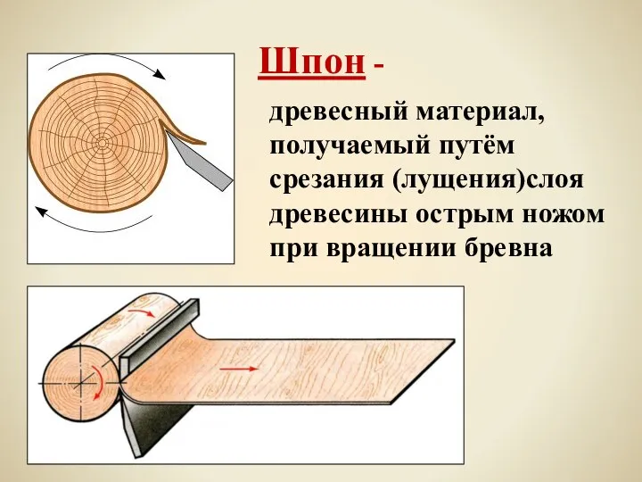 Шпон - древесный материал, получаемый путём срезания (лущения)слоя древесины острым ножом при вращении бревна