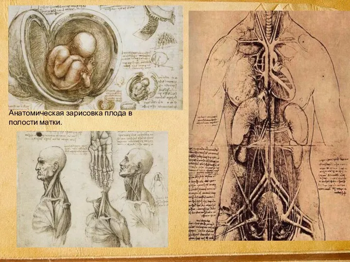 Анатомическая зарисовка плода в полости матки.