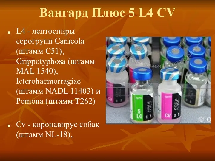 Вангард Плюс 5 L4 CV L4 - лептоспиры серогрупп Canicola